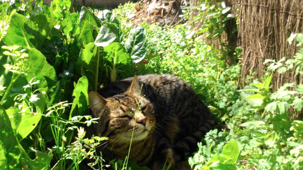 Tarragona acoge la primera jornada dedicada a la protección de los gatos