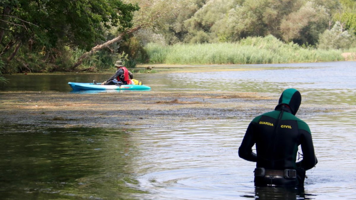 prospección, submarinistas, río, Guardia Civil, Miravet, Ebro, caracol|tornillo maçana, Departamento de Agricultura, Ferran Grau, medidas