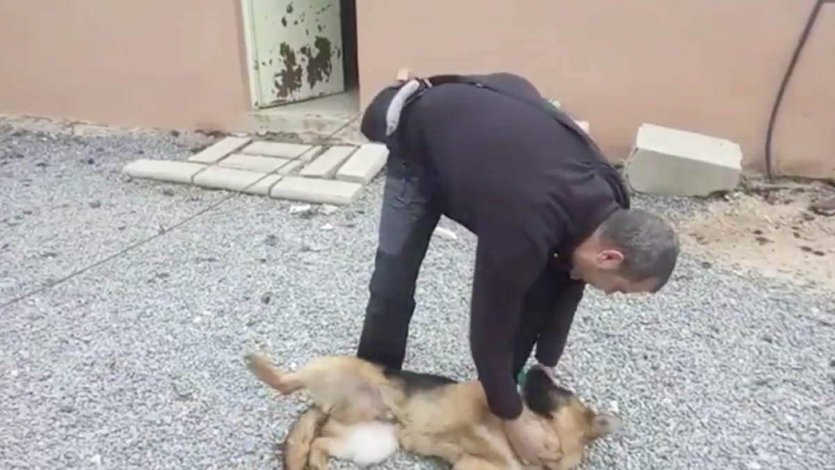 Le roban el perro en Valls y lo encuentran durante una inspección en una finca de Reus