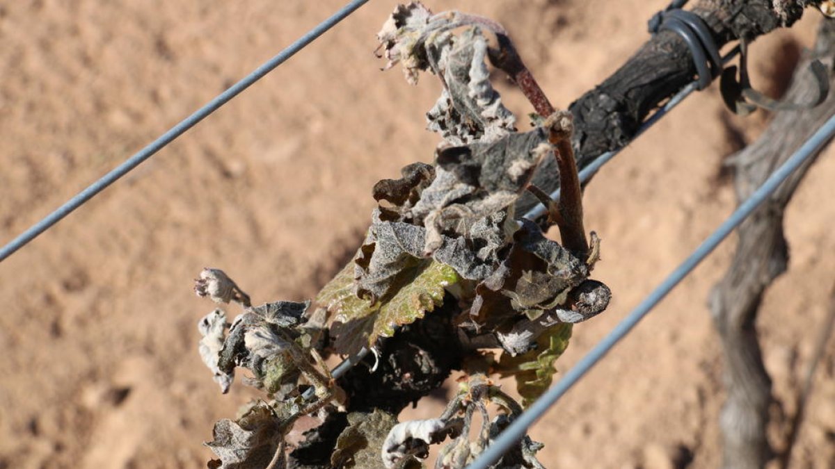 Terra Alta, danys, gelada, vinyes, Unió de Pagesos, Horta de Sant Joan, producció