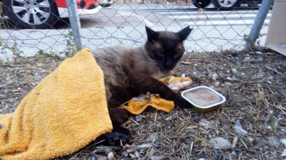 Vecinos del Vendrell reclaman que el consistorio recoja animales de la calle