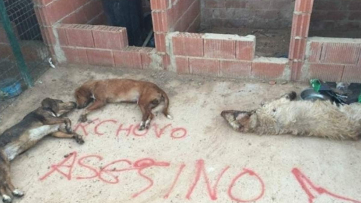 Maten els gossos de l'últim 'lancero' del Toro de la Vega