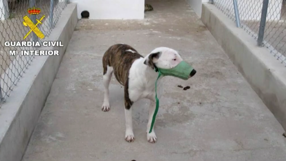 A prisión el propietario de los perros que mataron a un hombre de 75 años