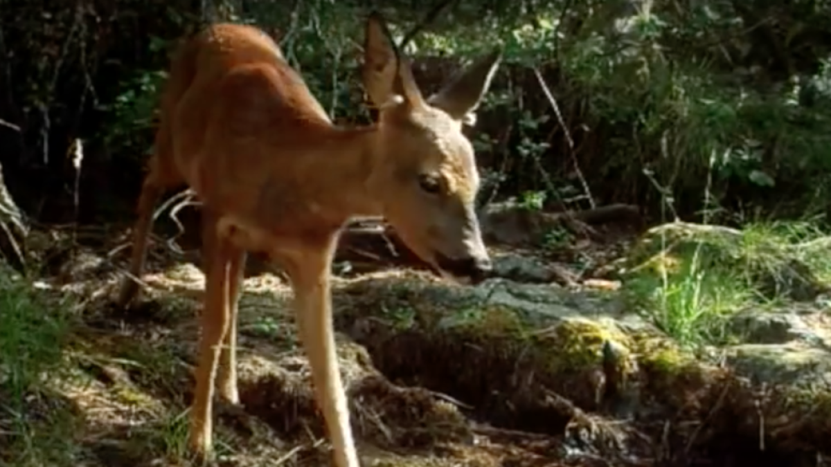 La película Salvatge-Alt Francolí descubre la naturaleza y los animales de la zona
