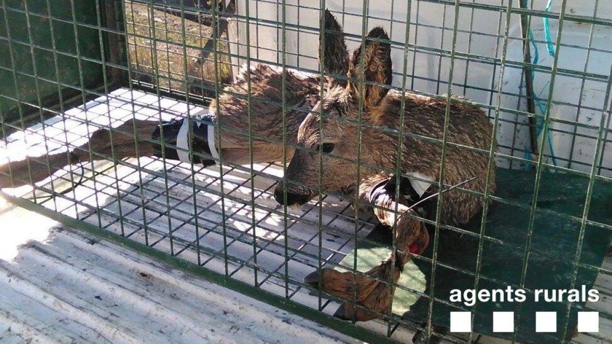 Rescatan un corzo del canal izquierdo del Ebro en Bítem