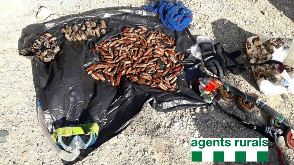 Dàtils de mar comissats pels Agents Rurals al Perelló