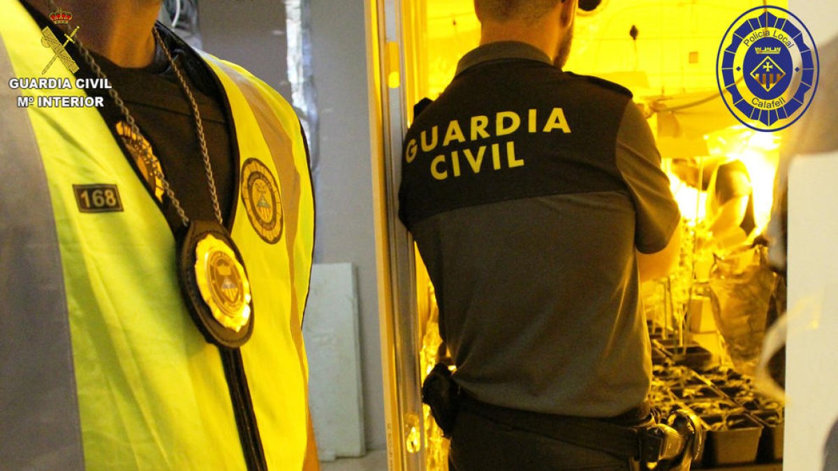 Desmantellen una nova plantació de marihuana en un habitatge ocupat a Calafell