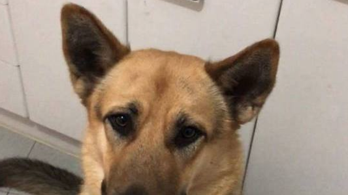 Ofrecen 1.000 euros de recompena a quien encuentre un perro perdido en Salou