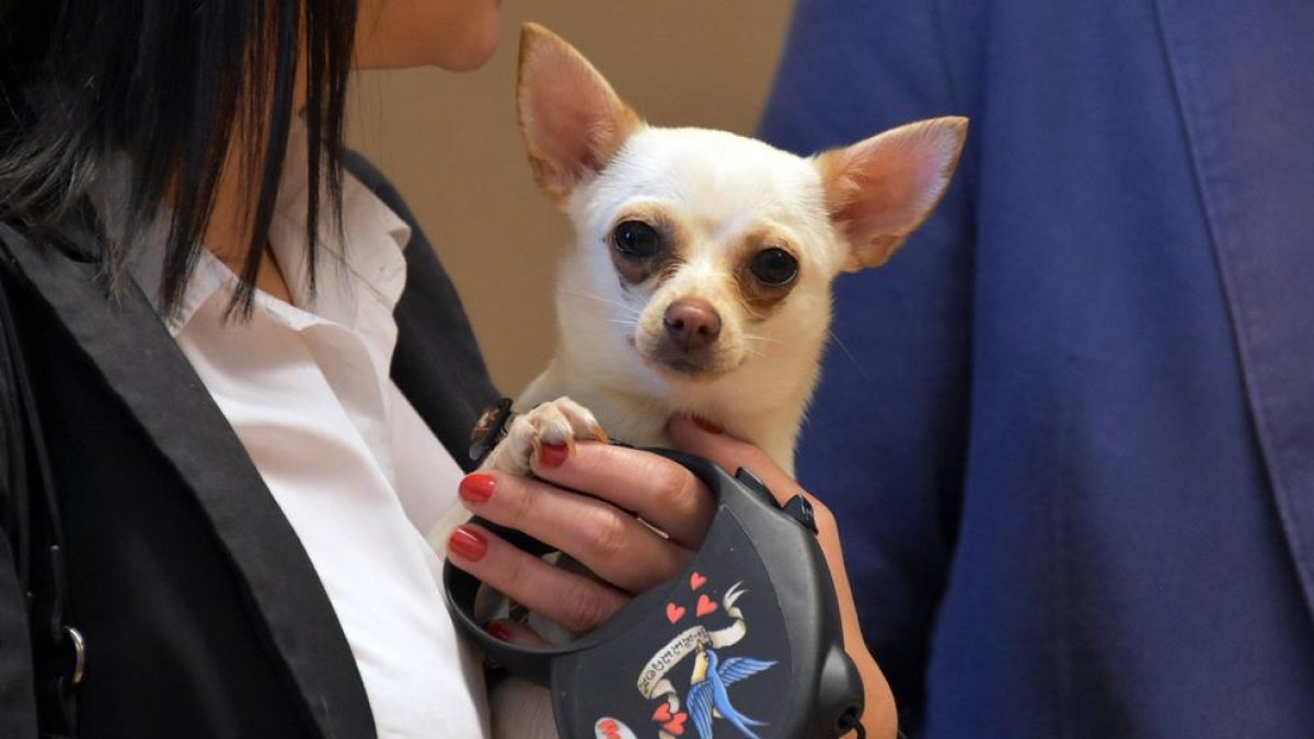 El Censo de Animales de Compañía de Torredembarra llega a los 1.000 con Mia