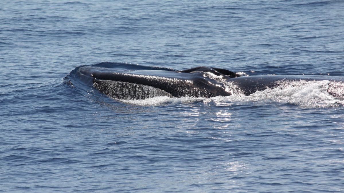 Un pescador albira una balena a la costa de Cambrils