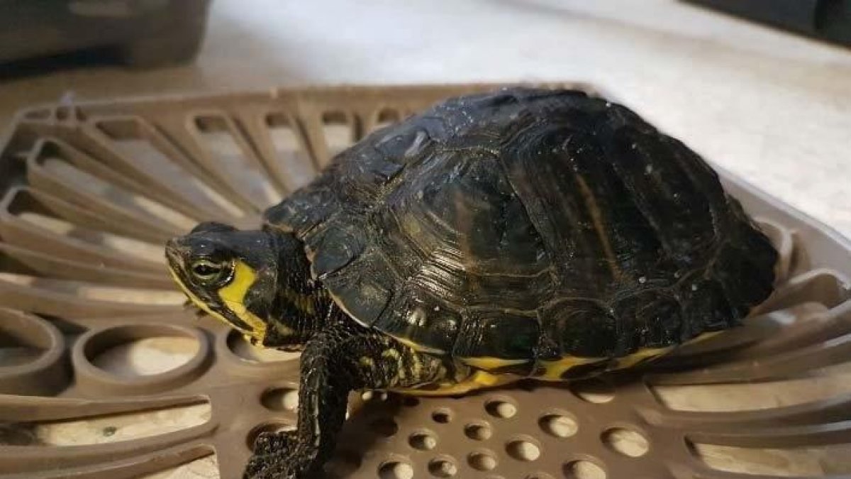 La Policía Local de Cambrils decomisa ocho tortugas de una especie considerada exótica e invasora
