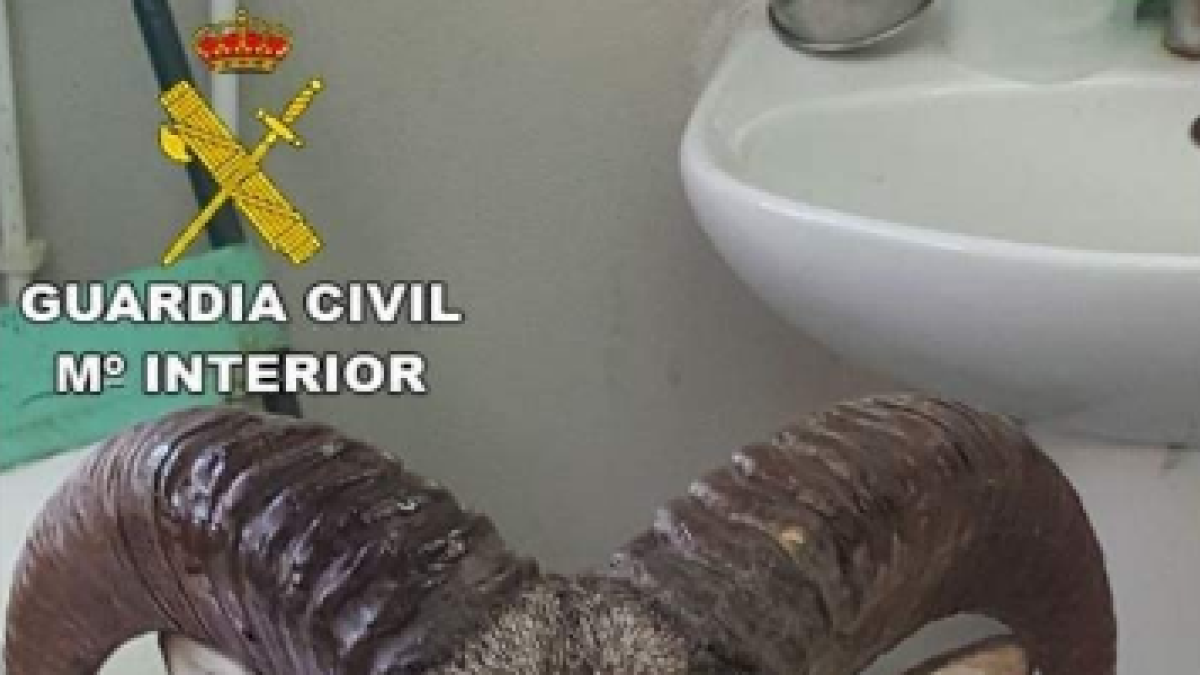 Intervienen en una maleta la cabeza de un muflón con destino a Holanda