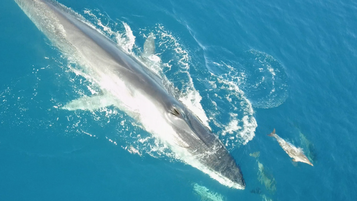 Las ballenas aman el litoral tarraconense