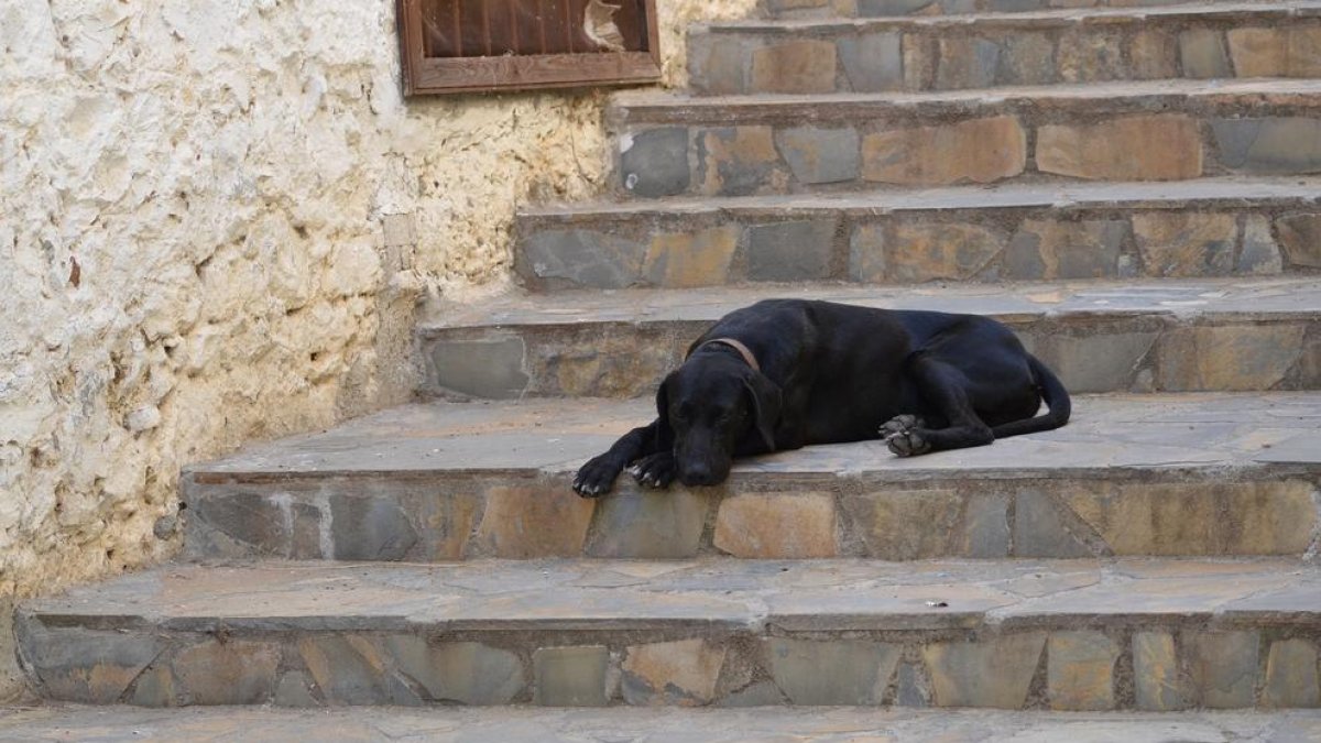 En Tarragona, no censar el perro con el ADN puede comportar una multa de 3.000 euros al propietario