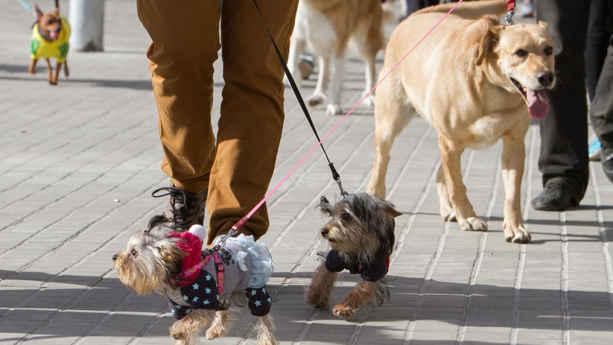 El Ayuntamiento no tiene claro si las pruebas de ADN de los perros irán a cargo de los particulares