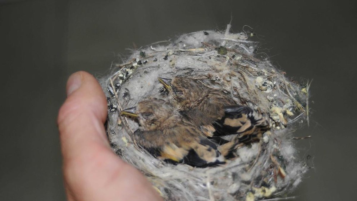 Denuncien quatre joves per espoliar nius d'ocells i les seves cries dels carrers de Reus