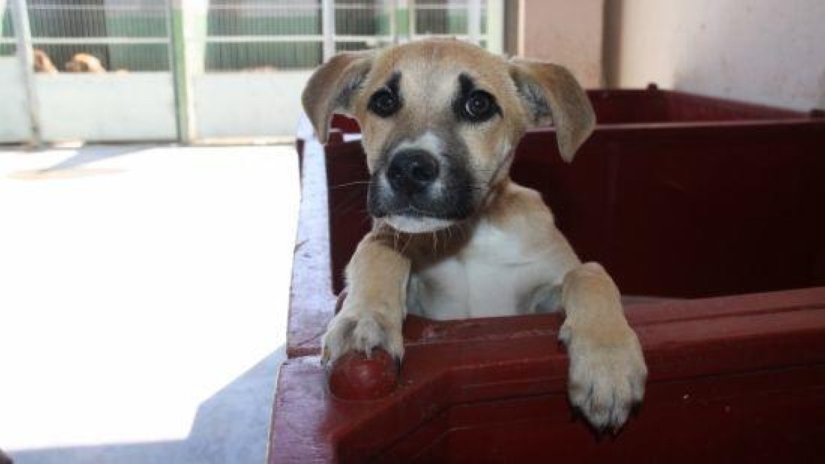 720 euros de multa por abandonar al perro en el coche durante 2 horas