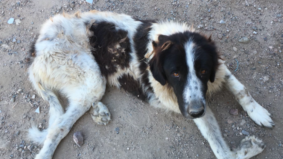 Encuentran un perro paralítico en la Riera de Cambrils