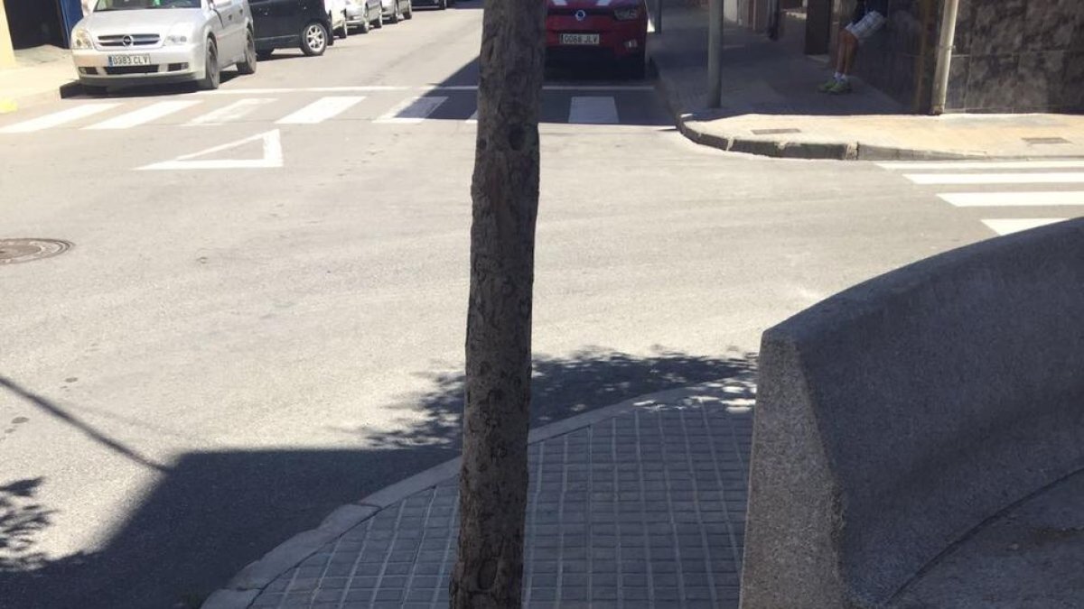 El Ayuntamiento cambiará 331 alcorques para mejorar la accesibilidad