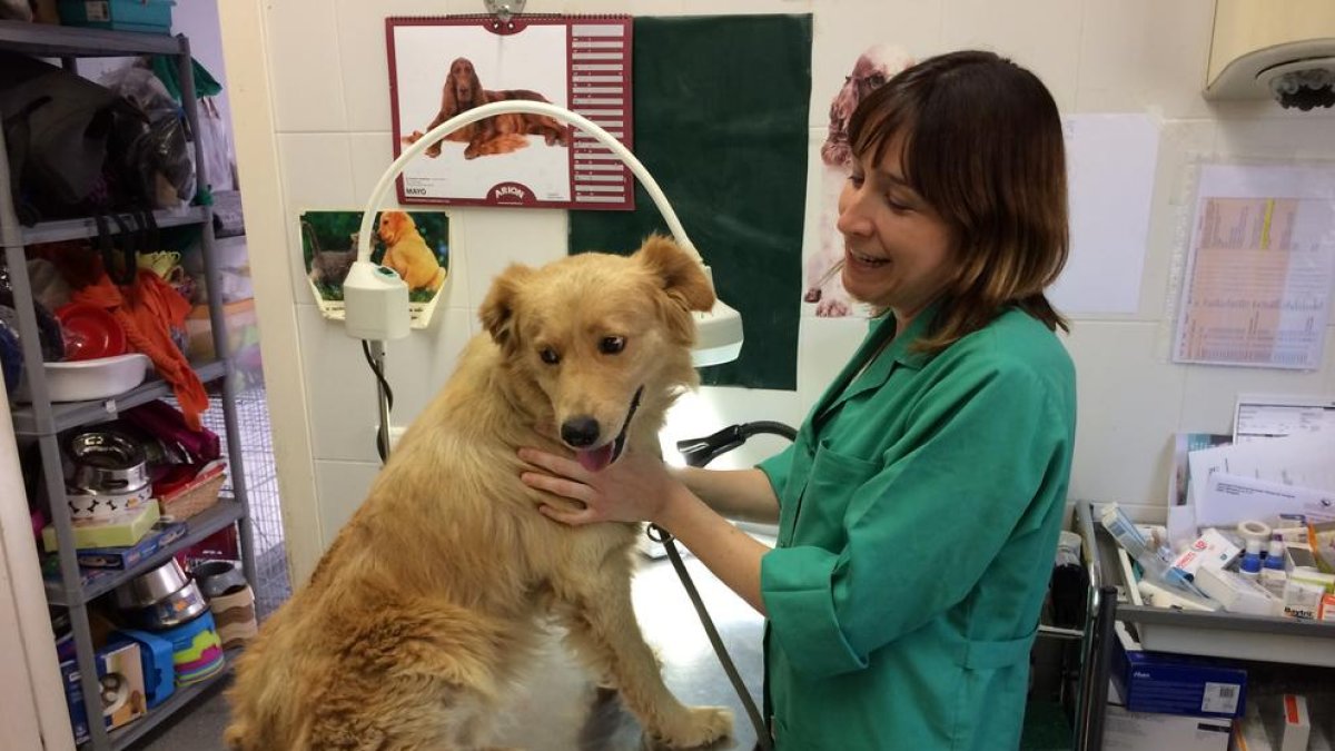 La Protectora recibe una avalancha de cachorros abandonados desde abril