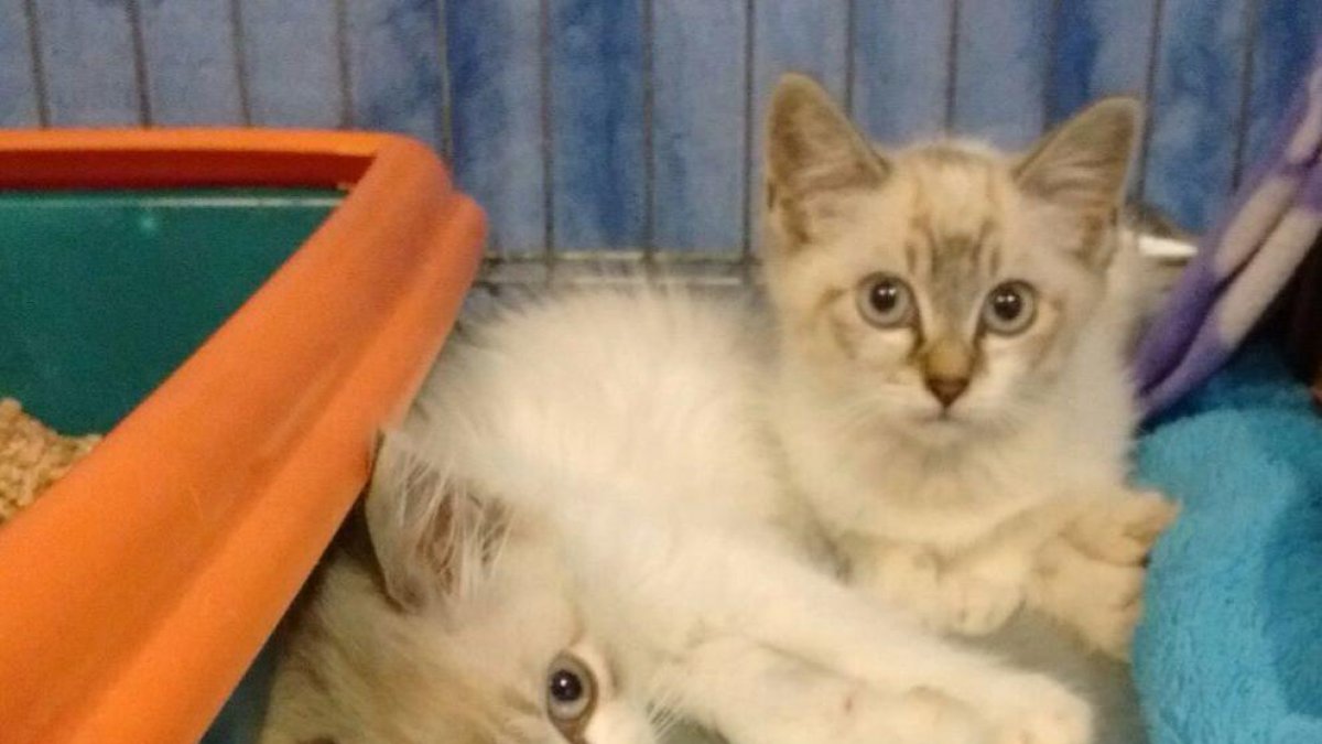 Sessió d'adopcions de gats a les Gavarres