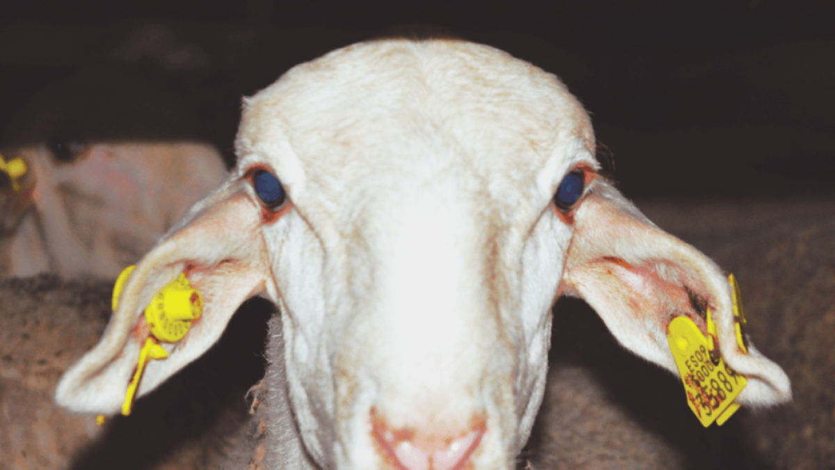 El Port de Tarragona incrementa el tràfic de bestiar viu la segona setmana d'agost