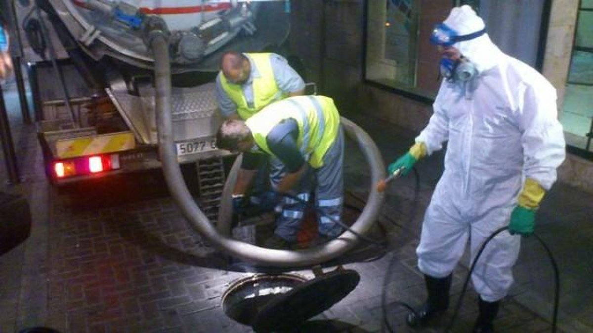 La CUP demana que s'actuï més per eradicar els rosegadors i els escarabats de Tarragona