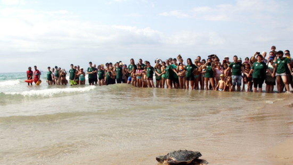 Només cinc intents de nidificació de la tortuga babaua evolucionen amb èxit al litoral català les darreres dècades