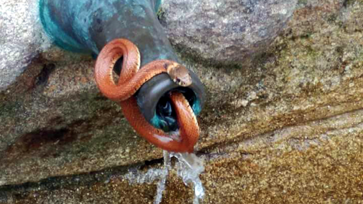 Aparece una culebra en una fuente pública