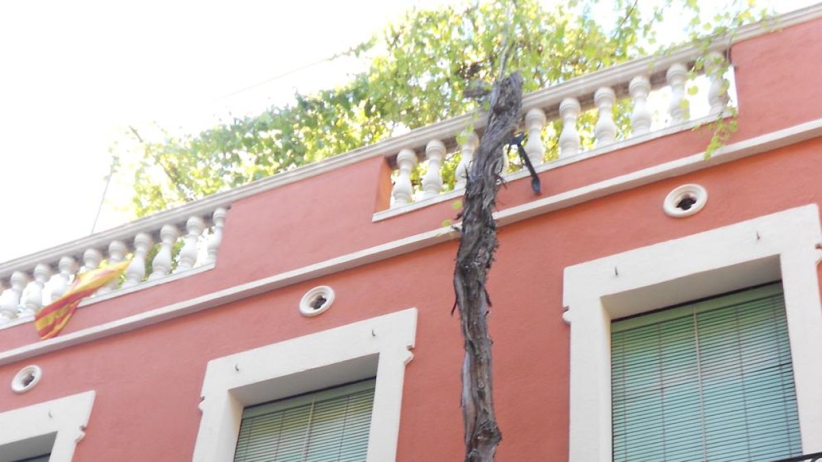 Una parra sale de una casa de Valls y se cuela hasta el tejado