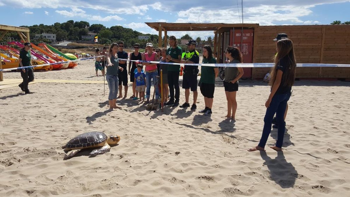 L'Arrabassada acull una sessió informativa per protegir les tortugues marines