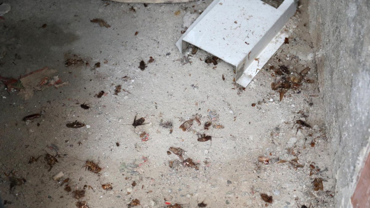 El carrer Goya, «infestat» de paneroles per segon estiu consecutiu