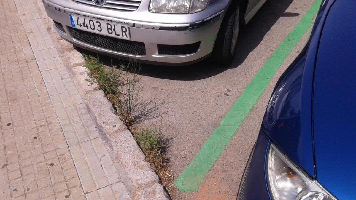 Herbes a l'asfalt de Maria Cristina