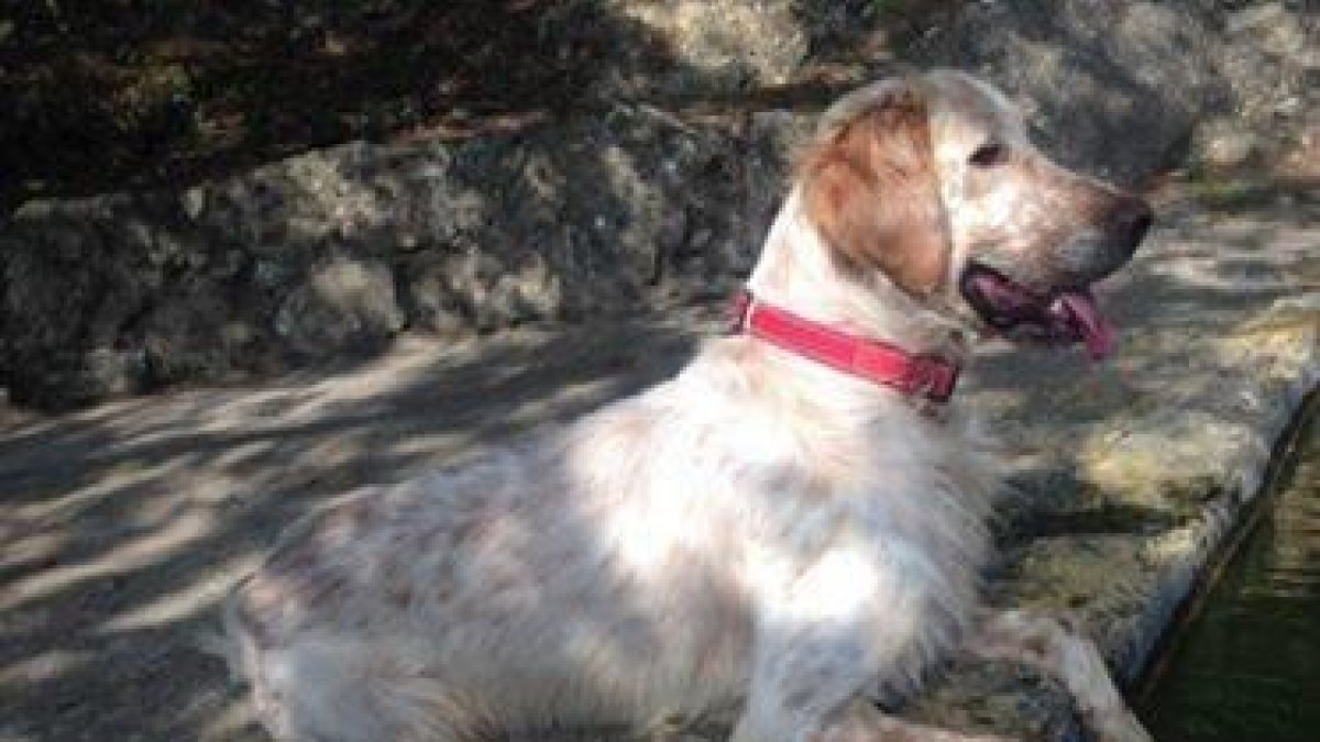 Busquen un gos que es deixa veure per diferents punts de l'Alt Camp