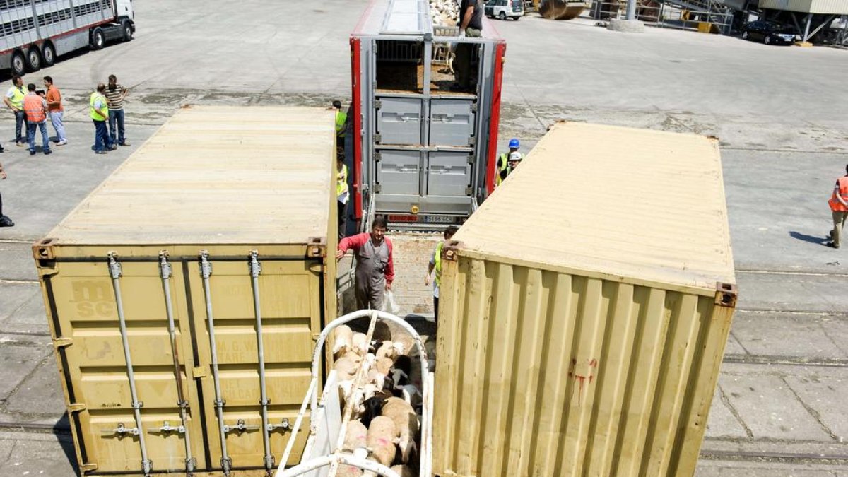 El Port de Tarragona informará en Mercolleida de las exportaciones de ganado vivo