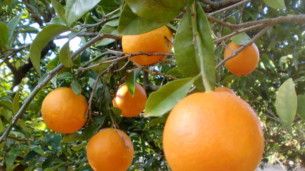 AMIC-UGT detecta casos «de esclavismo ilegal» en las campañas agrarias de Tarragona y el Ebro