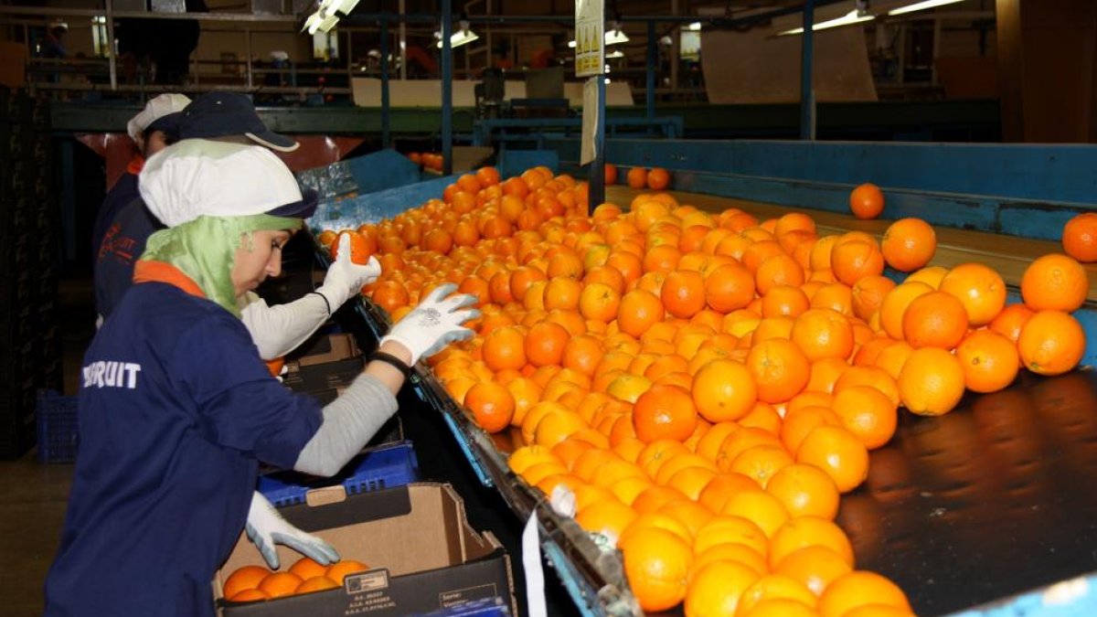 Soldebre prevé una bajada del 25% en la producción de cítricos