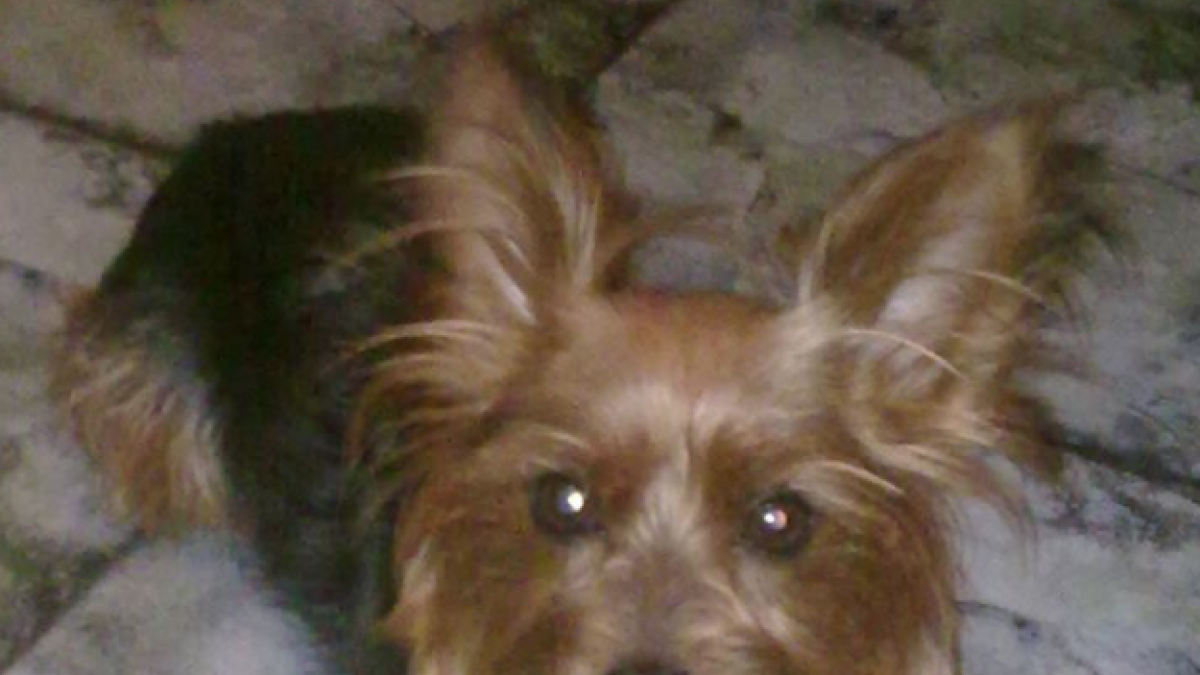 Buscan a Lucas, un perro tipo Yorkshire perdido en el barrio de Campclar