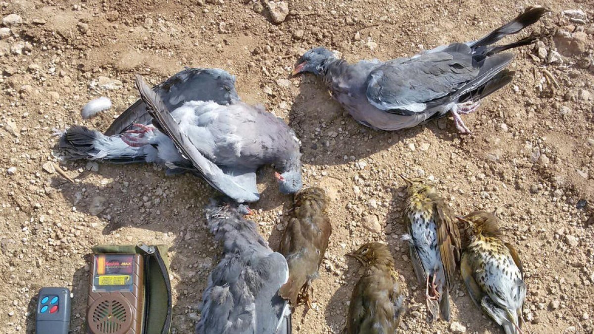 Los Agentes Rurales denuncian a un cazador que utilizaba un reclamo de pájaros electrónico