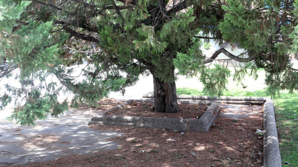 Una vecina de Alcalde Lloret dice que «llamo al Teléfono Verde y no me hacen caso»