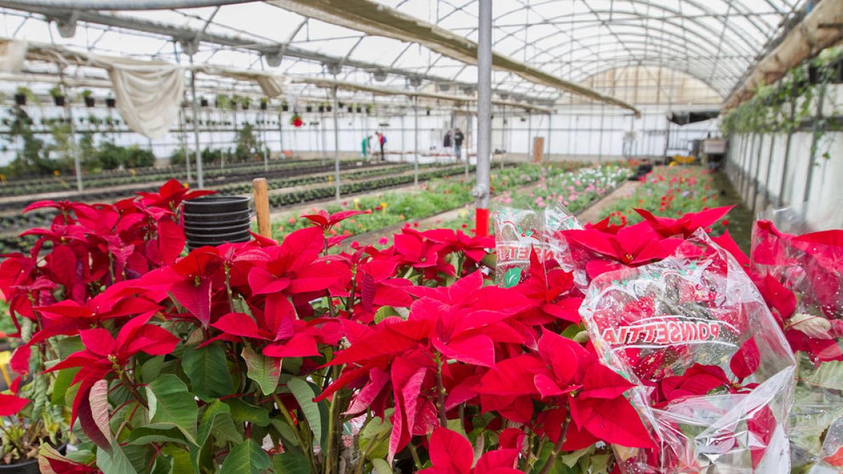 El Instituto de Horticultura de Reus cultiva más de 6.000 plantas de Navidad