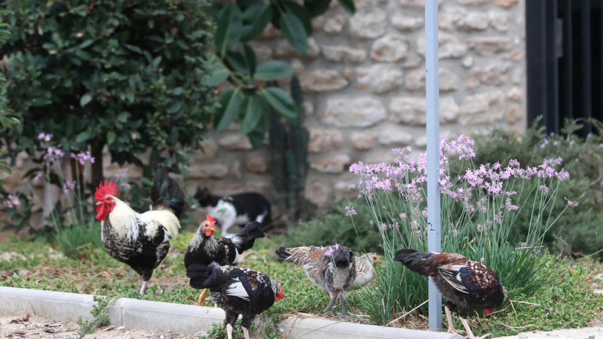 Una colonia de gallos ocupa la Torre Forta y molesta el descanso de los vecinos