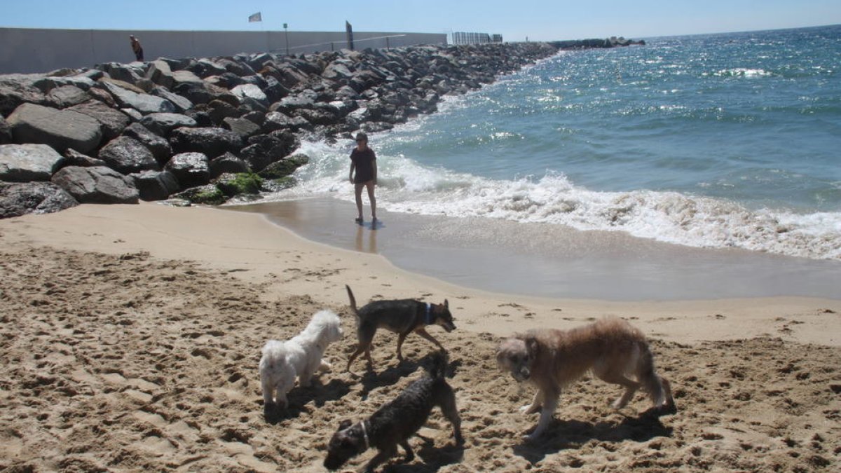 Els gossos podran tornar a les platges de Tarragona a partir de dilluns