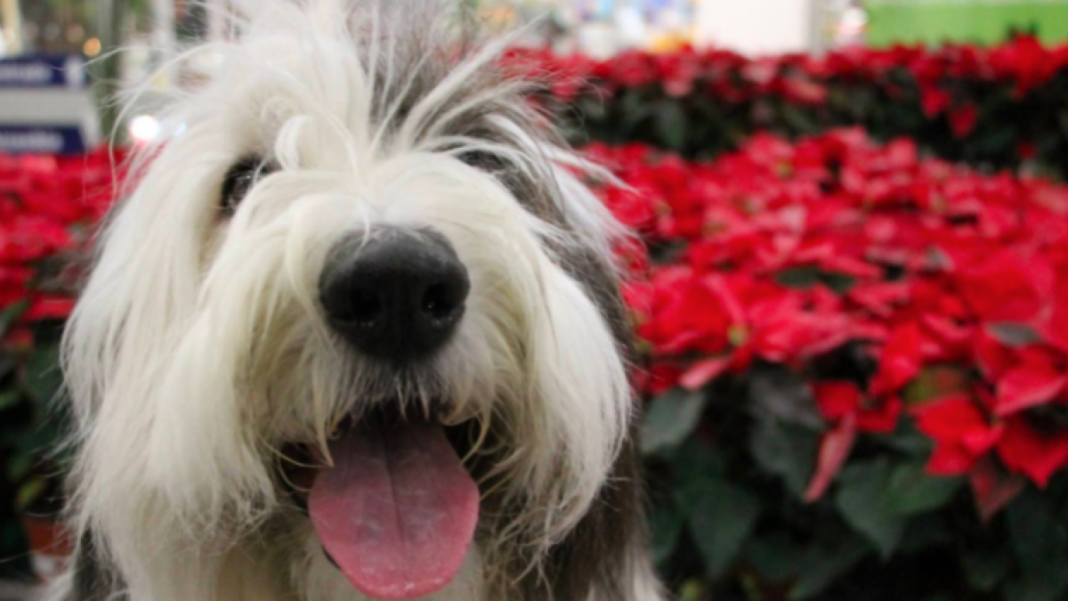 Las plantas de Navidad que suponen un peligro para tu gato...y perro