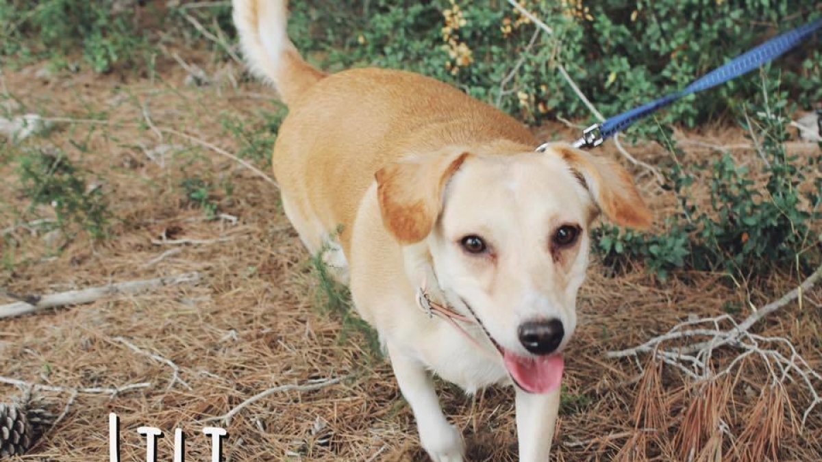 Dos perros buscan adopción después de la pérdida de su propietario