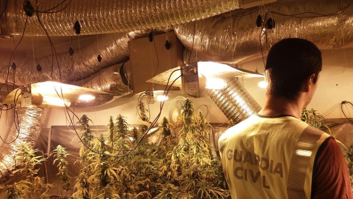 Desmantellen una plantació de marihuana 'indoor' a la Bisbal gràcies a al col·laboració ciutadana