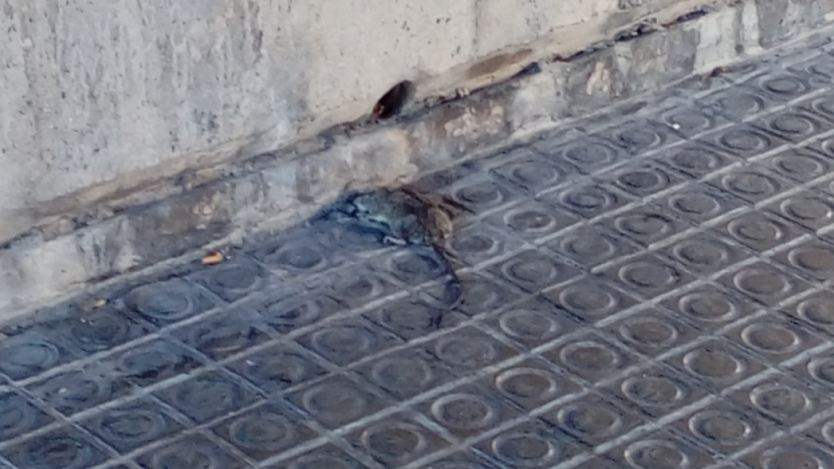 Veïns de la zona de Rovira i Virgili denuncien la presència d'una rata morta a la vorera