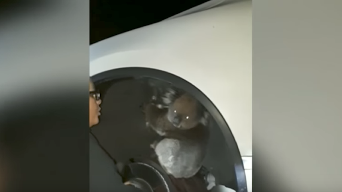 Una coala sobreviu a un viatge de 16 quilòmetres a l'eix d'un tot terreny