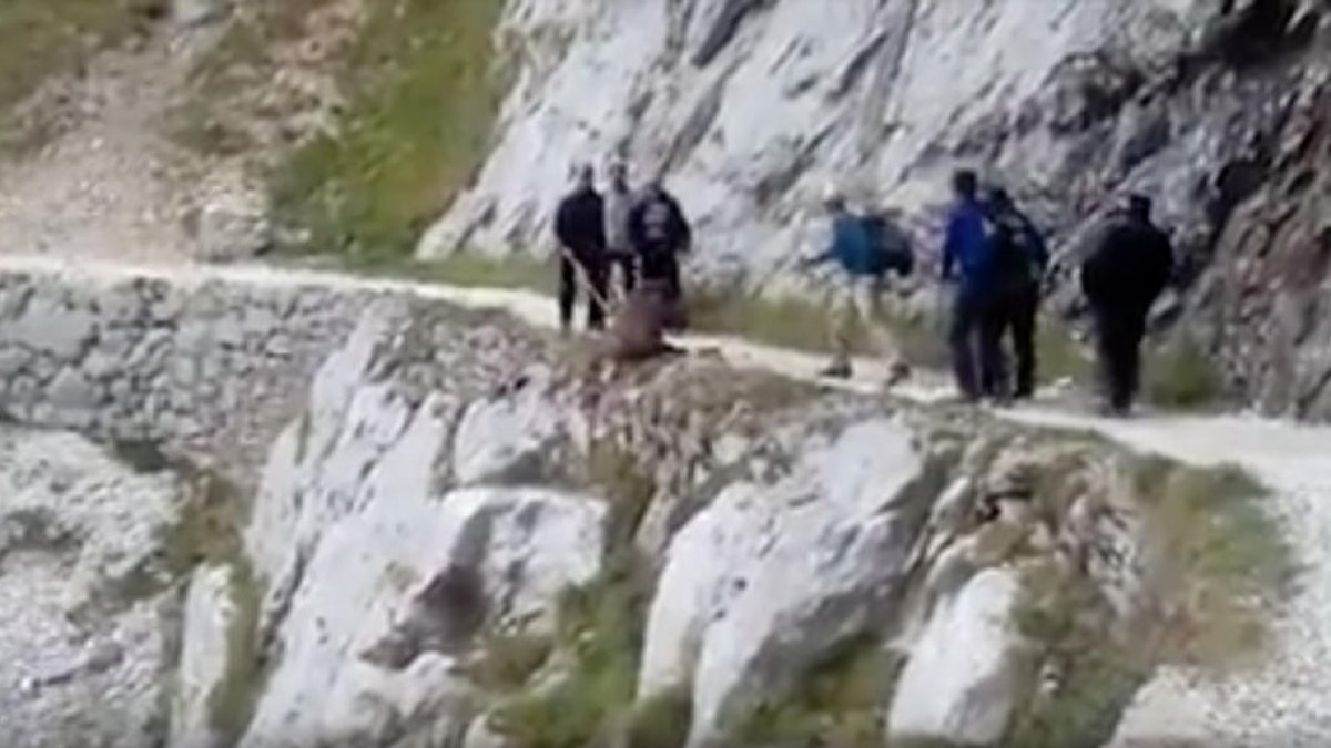Buscan a un grupo de excursionistas que despeño un jabalí en los Picos de Europa