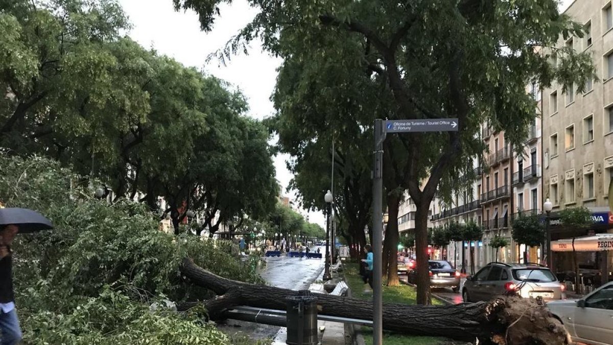 El fort vent de la tempesta d'aquest dijous ha afectat arbres i ha rebentat vidres